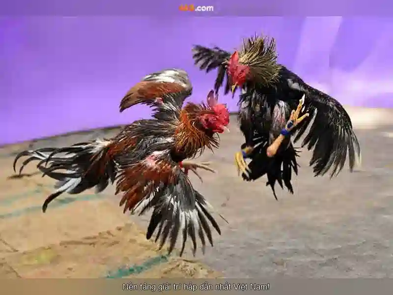 66b: Khái niệm và nguồn gốc